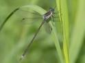 Archilestes grandis (Great Spreadwing) male.jpg